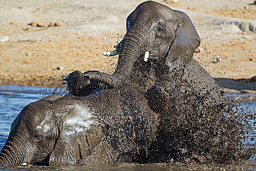 非洲象,两个,雌性,乐趣,水潭,埃托沙国家公园,纳米比亚,非洲