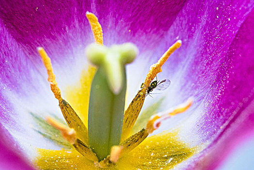 蚜虫,郁金香,花