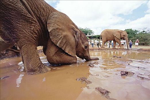 非洲象,孤儿,玩,沐浴,东察沃国家公园,肯尼亚