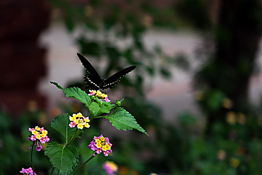 蝴蝶与花,五色梅