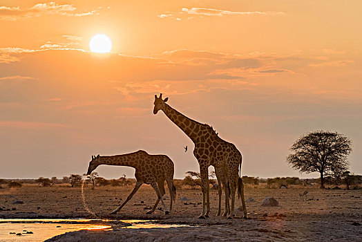长颈鹿,喝,日落,水坑,国家公园,地区,博茨瓦纳,非洲