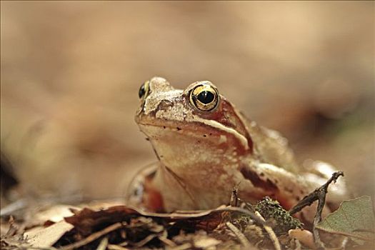 蛙,中国林蛙