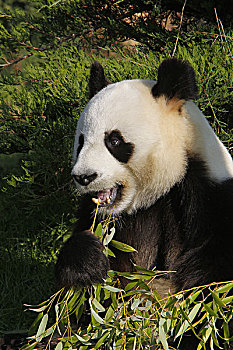 大熊猫,成年,吃,竹子,叶子