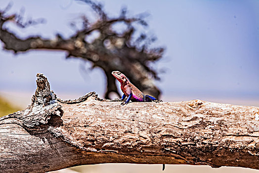 坦桑尼亚塞伦盖蒂湿地姆万扎平头飞龙蜥蜴生态特写