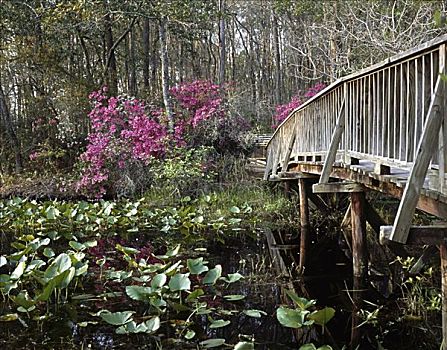 沼泽,国家野生动植物保护区,乔治亚,美国