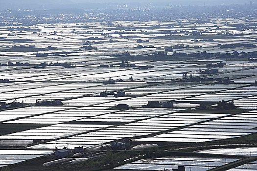 光泽,稻田