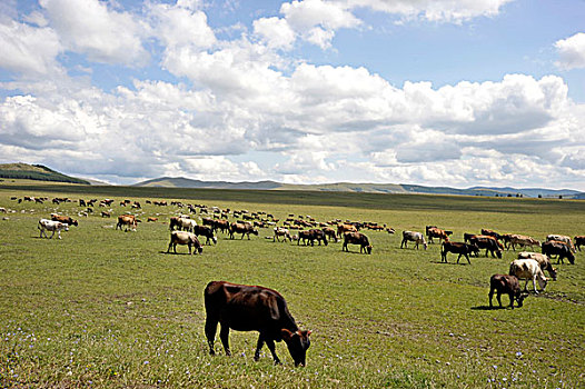 牛群,高原,乔治亚,中东
