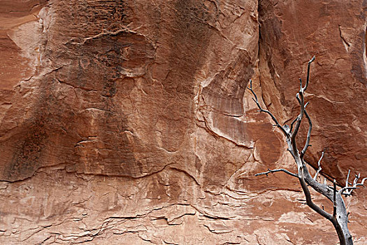 枯木,枝条,红岩,拱门国家公园,犹他,美国