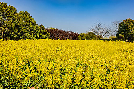 江苏省盐城市乡村油菜花田园自然景观