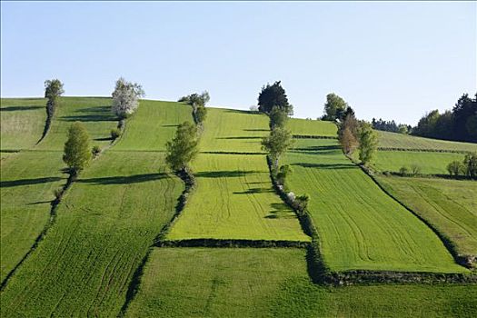 草地,风景,树篱,自然公园,下奥地利州,奥地利,欧洲