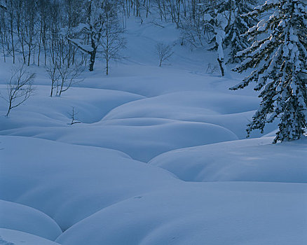 雪原