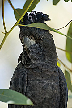 澳大利亚,爱丽丝泉,黑色,美冠鹦鹉,大幅,尺寸