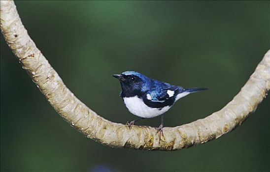 蓝色,鸣禽,林莺属,雄性,栖息,蒙特戈湾,牙买加,加勒比海