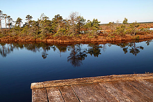 纯,湿地,风景,爱沙尼亚