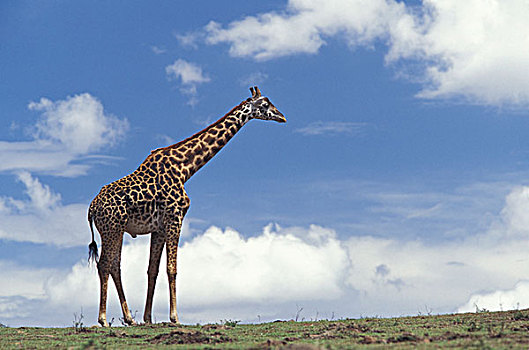 肯尼亚,马塞马拉野生动物保护区,长颈鹿