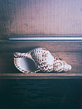 海贝,室内,木盒