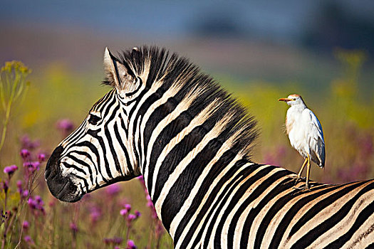 斑马,牛背鹭,自然保护区,南非