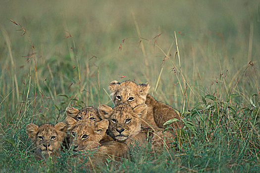 肯尼亚,马塞马拉野生动物保护区,幼狮,狮子,躲藏,紧,多,草丛,热带草原,日出