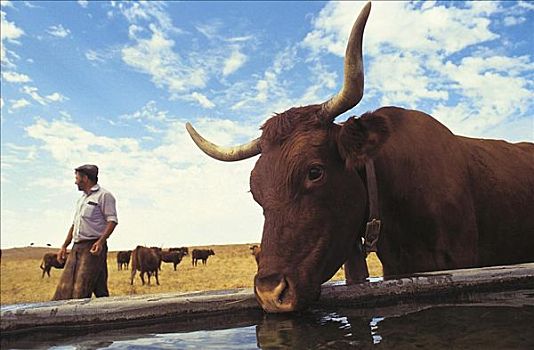 母牛,牛,哺乳动物,饮用水,室外,葡萄牙,欧洲,动物,牲畜,农牧