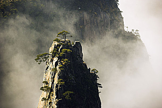 亚洲,中国,安徽,黄山,黄山松,松属,冬天