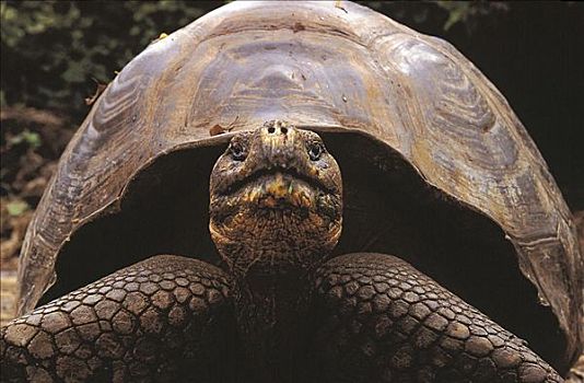 加拉帕戈斯,龟,加拉帕戈斯陆龟,爬行动物,加拉帕戈斯群岛,厄瓜多尔,南美,动物