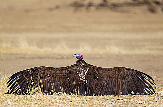 肉垂秃鹫,晒太阳,翼,卡拉哈里沙漠,卡拉哈迪大羚羊国家公园,南非,非洲