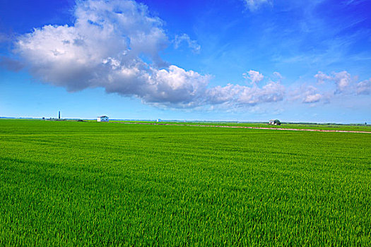 瓦伦西亚,稻田,绿色,草地