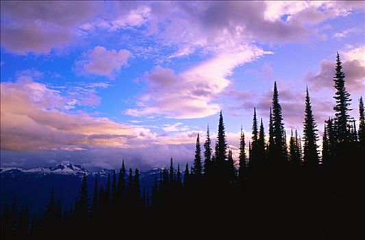 亚高山,树林,攀升,国家公园,不列颠哥伦比亚省,加拿大