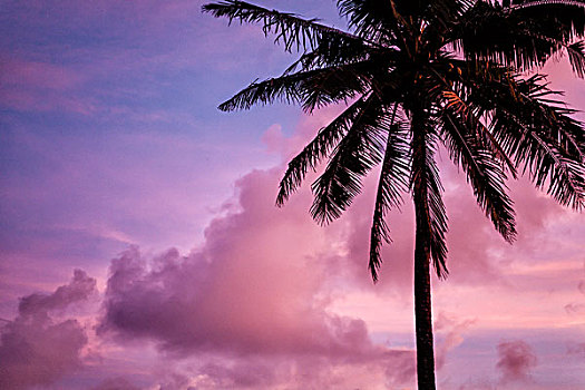 椰树,粉红天空,日落