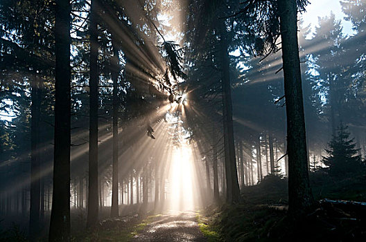 太阳光线,晨雾,树林,山,黑森州,德国,欧洲