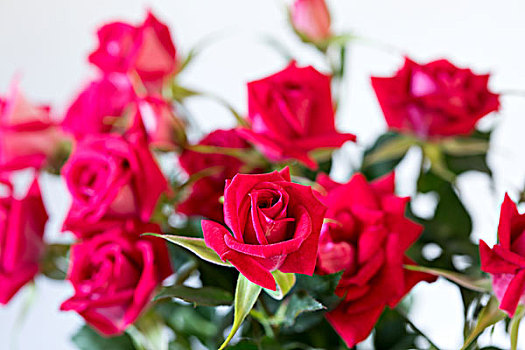 一束玫瑰花,玫瑰花,花卉,情人节