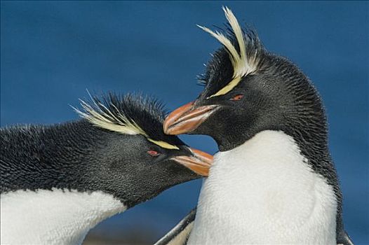 凤冠企鹅,南跳岩企鹅,福克兰群岛