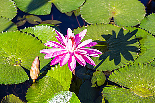 特写,花,多米尼加共和国,加勒比