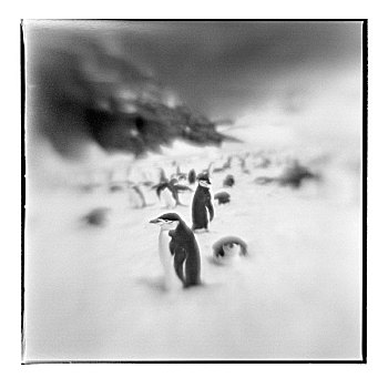 南极,欺骗岛,模糊,黑白,帽带企鹅,雪中,晴朗,春天,下午,大幅,尺寸