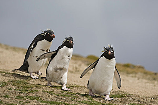 凤冠企鹅,南跳岩企鹅,生物群,福克兰群岛