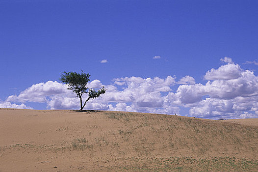 中心,蒙古,靠近,山峦,沙丘,树