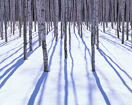 白桦,树林,冬天