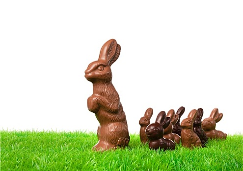 巧克力,兔子
