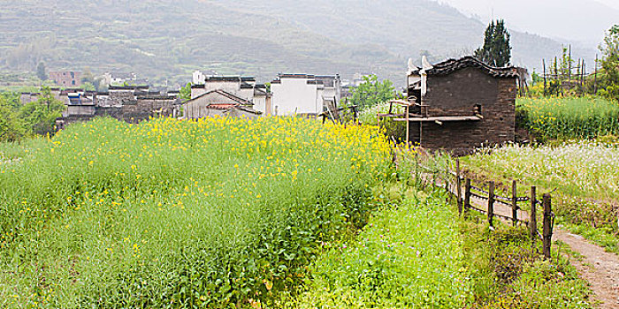 婺源田园