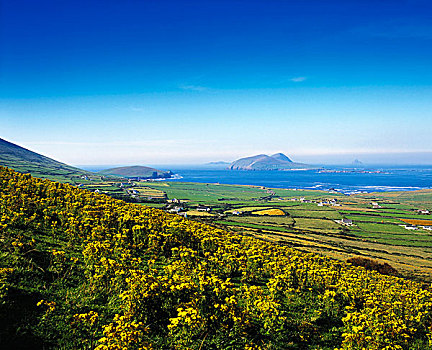 岛屿,丁格尔半岛,爱尔兰,风景