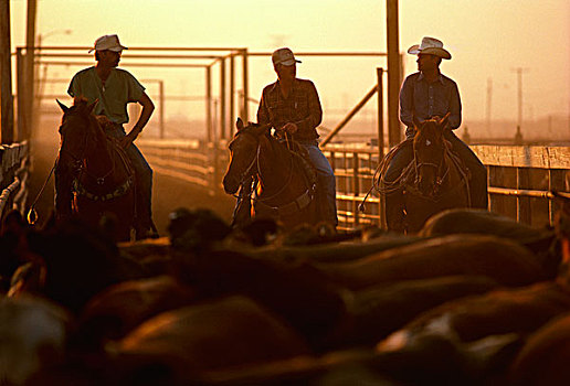 农业,牛仔,骑马,菜牛,饲育场