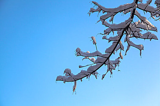 中国冬季白色的雪覆盖在树上