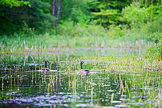 黑额黑雁,加拿大雁,水塘,安大略省,加拿大