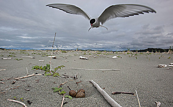 北极燕鸥,防护,地面,鸟窝,蛋,亚库塔特,阿拉斯加