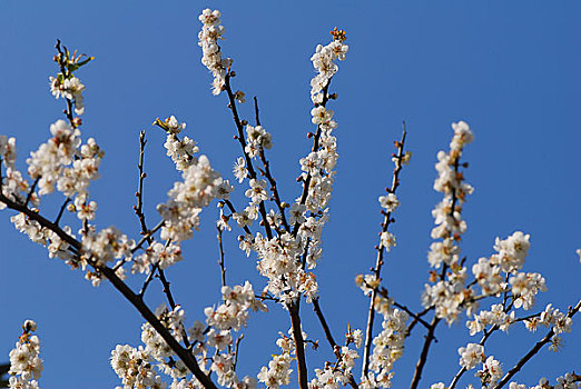 广州从化梅花