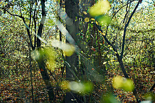 树,枝条,叶子,模糊,树林,山毛榉,秋色,逆光
