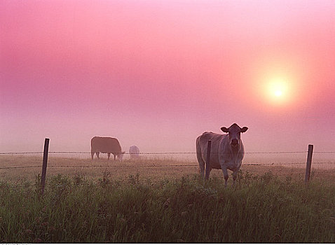 牛,黎明,靠近,萨斯喀彻温,加拿大