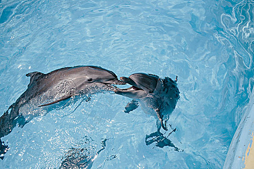 两个,海豚,玩,相互