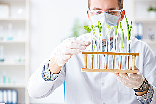 男性,工作,实验室,植物