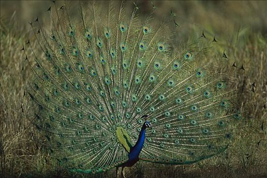 孔雀,蓝孔雀,伦滕波尔国家公园,印度